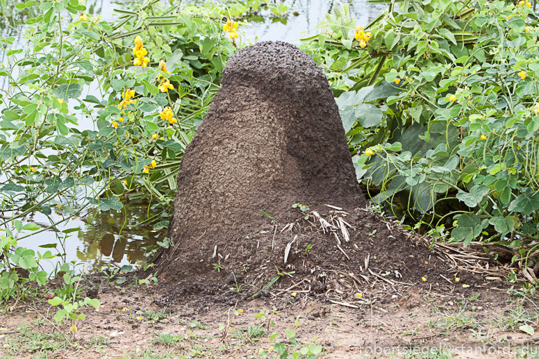 termite mound